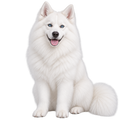 Dog Corner Icon