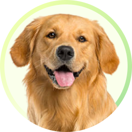 5 Essential Tips for First-Time Pet Parents
