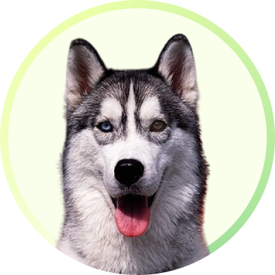 5 Essential Tips for First-Time Pet Parents