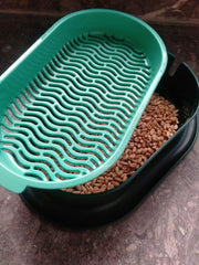 Cat Grass ( Cat nip ) Growing  kit - With Free Seeds