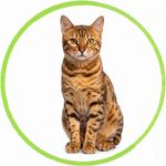Bengal