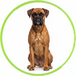 Boxer