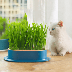 Cat Grass ( Cat nip ) Growing  kit - With Free Seeds