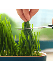 Cat Grass ( Cat nip ) Growing  kit - With Free Seeds