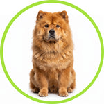 Chow Chow