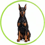 Doberman Pinscher