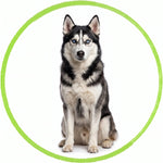 Huskey