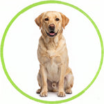 Labrador