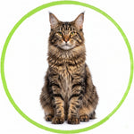 Maine Coon