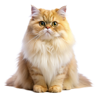 Persian