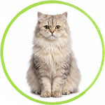 Persian Cats