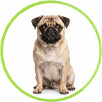 Pug