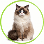 Ragdoll