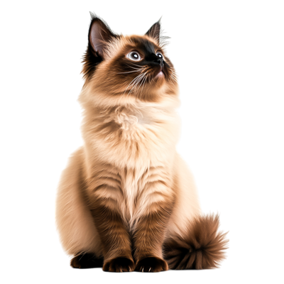 Siamese