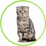 Scottish Fold