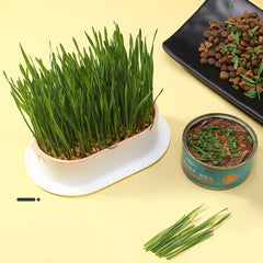 Cat Grass ( Cat nip ) Growing  kit - With Free Seeds