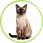 Siamese