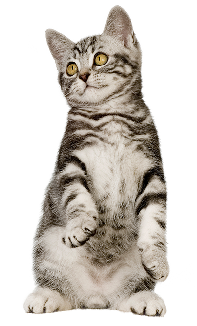 Bengal