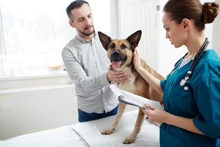 Vet Care