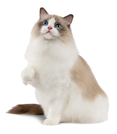 Ragdoll
